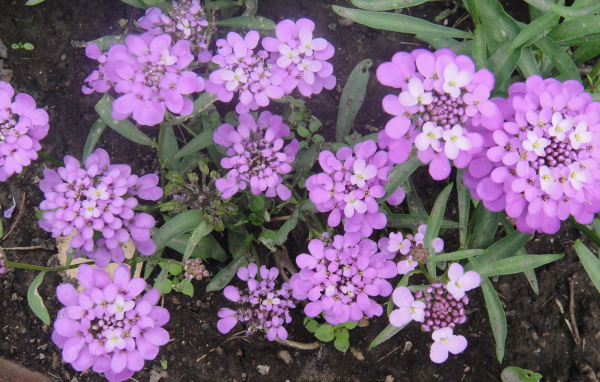 Красивые цветы иберис на поляне