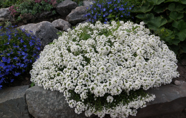 Красивые цветы алиссум на поляне