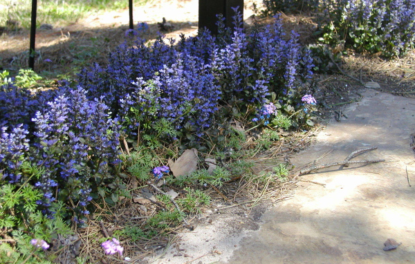 На поляне красивые цветы аюга