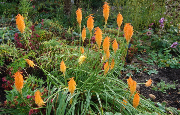 На поляне красивые цветы кникофия