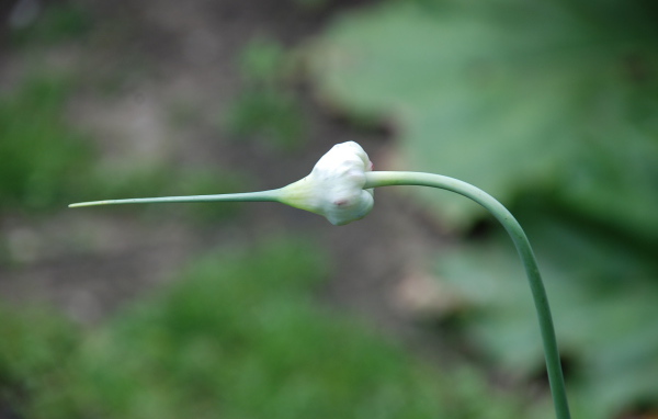 На поляне красивые цветы нектароскордум 