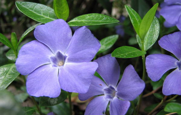 На поляне красивые цветы барвинок