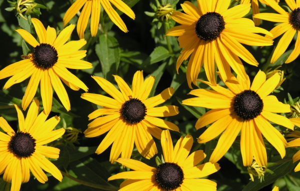 На поляне красивые цветы рудбекия