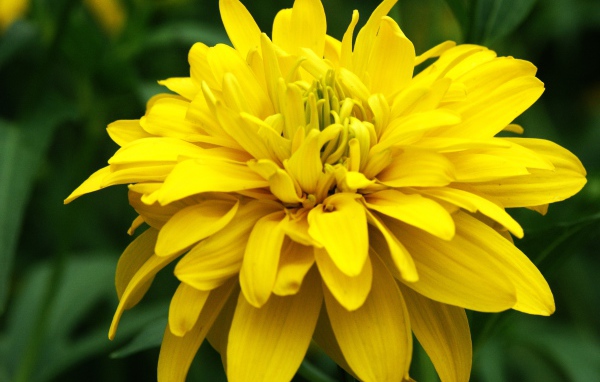 Красивые цветы рудбекия на поляне