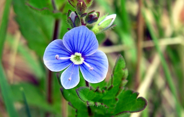 Красивые цветы вероника на поляне