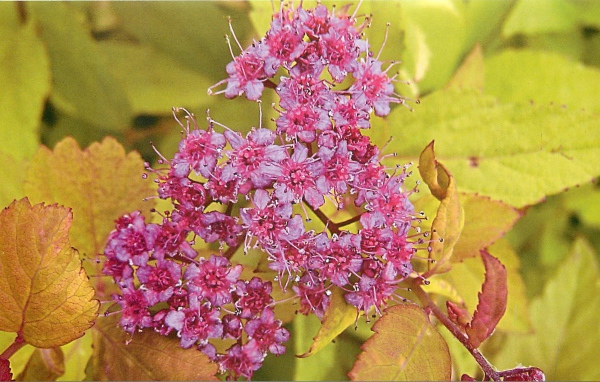 На поляне красивые цветы спирея