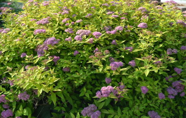 Красивые цветы спирея на поляне