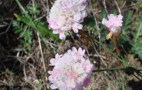 На поляне красивые цветы армерия