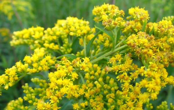 На поляне красивые цветы венидиум