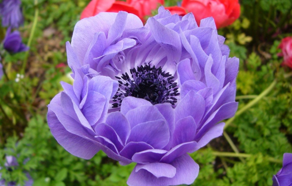 На поляне красивые цветы анемона