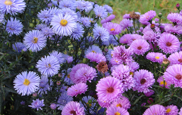 Красивые цветы астра на поляне