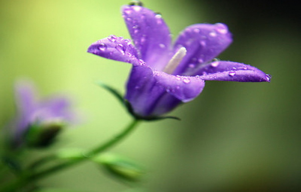 На поляне красивые цветы колокольчики