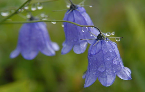 На поляне красивые цветы колокольчики