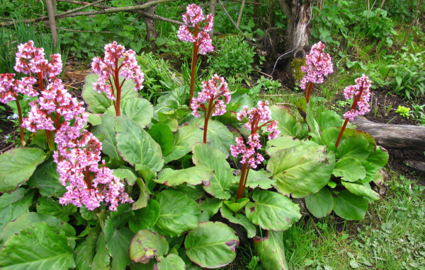 Красивые цветы растения бадан