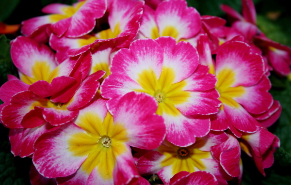 Красивые цветы примула на клумбе в саду