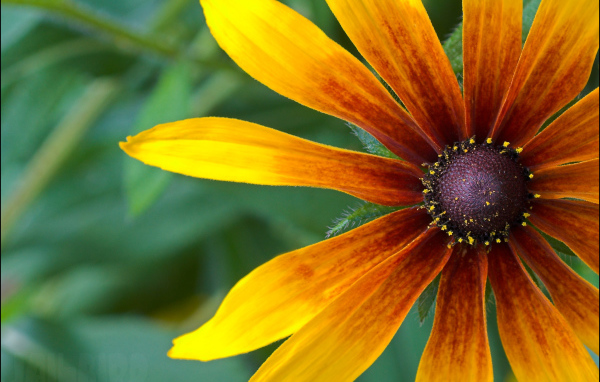 Красивые цветы рудбекия