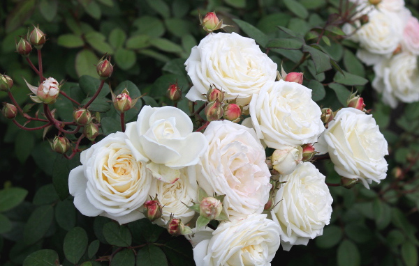 Красивые цветы кустарниковые розы в парке