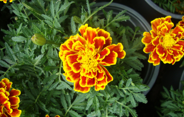 Красивые цветы венидиум (астровые) в парке