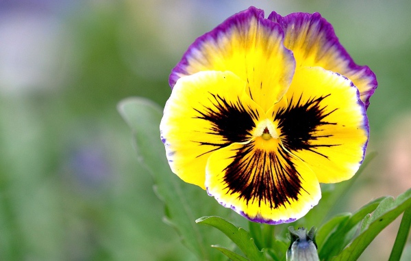 Красивые цветы виола (фиалка,анютины глазки)  на поляне