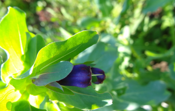 Красивый восковник в саду