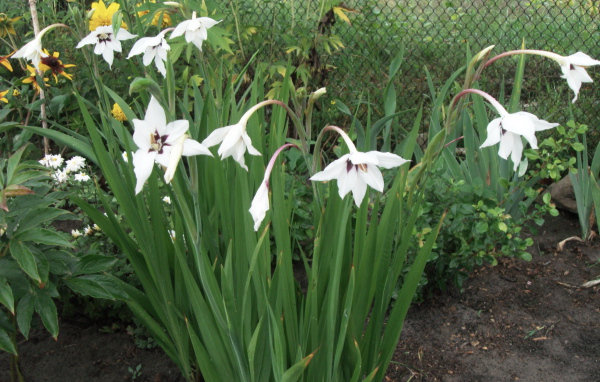 Красивая ацидантера в саду