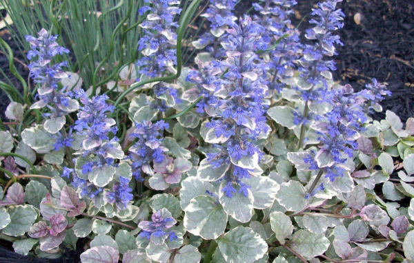 Красивая аюга в саду