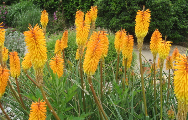 Красивая кникофия в саду