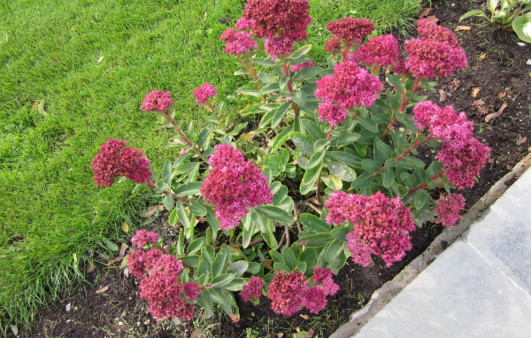 Красивый седум в саду