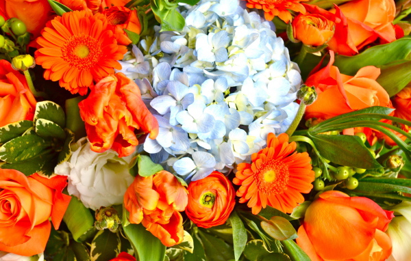 Красивые цветы гербера в парке