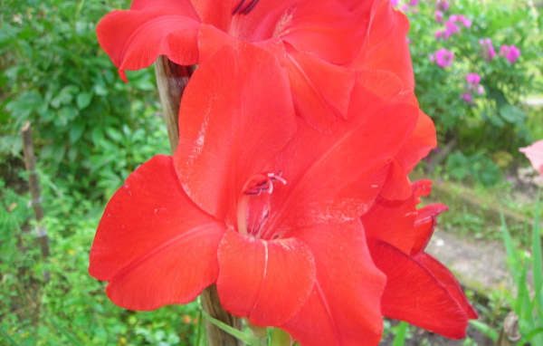 Красивые цветы гладиолус в парке