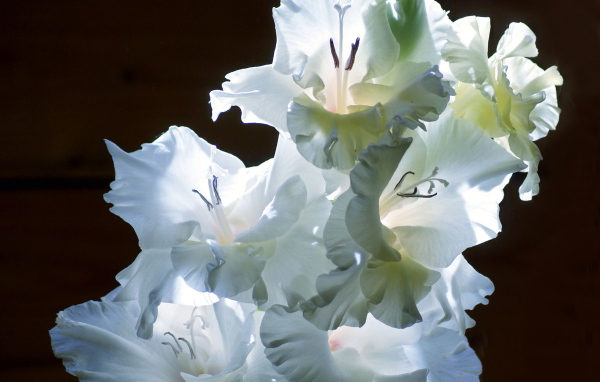 Красивые цветы гладиолус на поляне