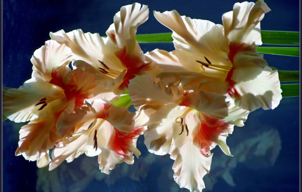 Красивый гладиолус в саду