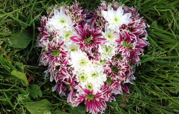 Красивое сердце из цветов хризантема