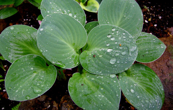 Красивая хоста на дачном участке