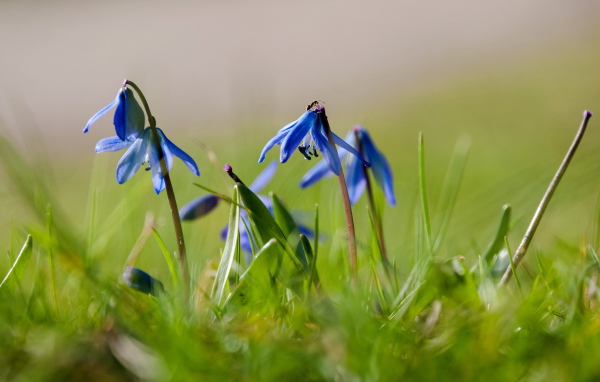 Прекрасные цветы гиацинт на лесной поляне