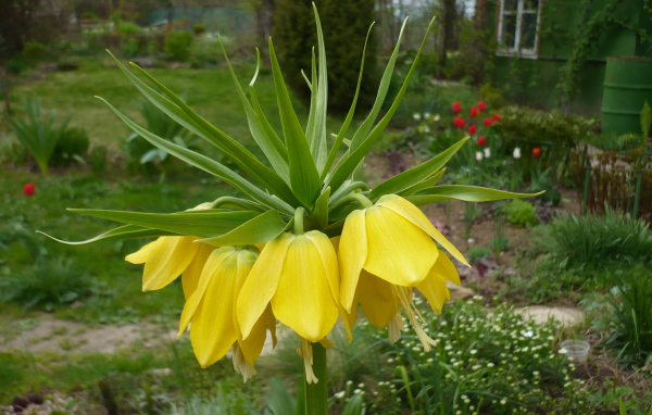 Красивый рябчик императорский на дачном участке