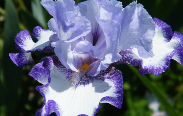 Beautiful irises at their summer cottage