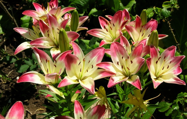 Красивая лилия в саду