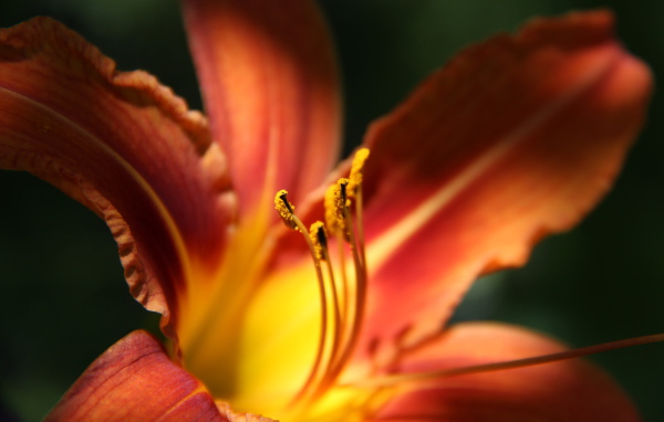 Красивая лилия на дачном участке