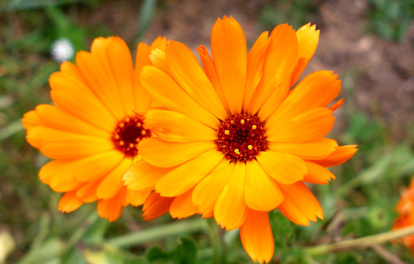 Красивые цветы календулы в саду