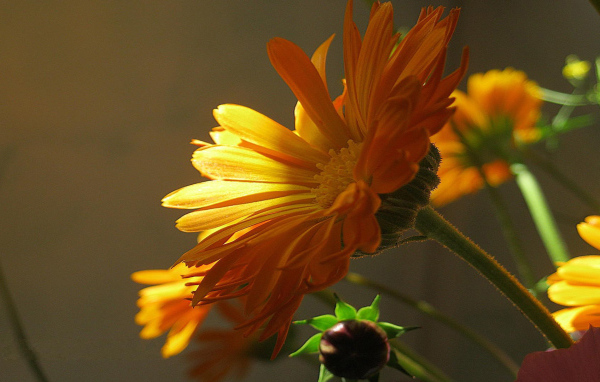 Красивая календула лечебная в саду