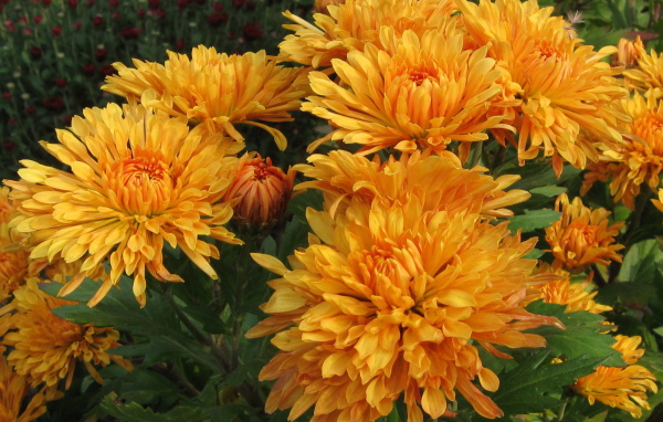 Красивые оранжевые цветы хризантема