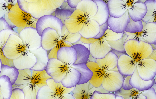 Красивые лепестки цветов анютины глазки