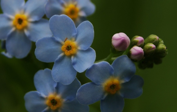 Красивые лепестки растения бруннера