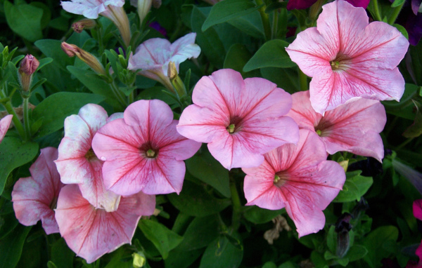 Красивая петуния в саду