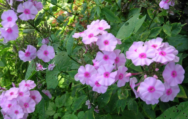 Красивые флоксы в саду