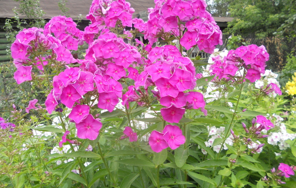 Красивые флоксы возле дома