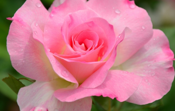 Красивый розовый цветок