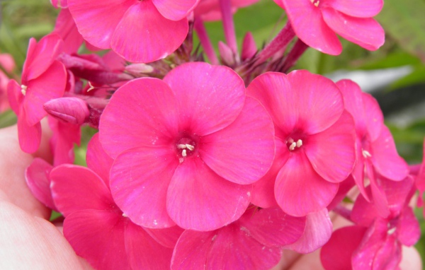 Красивые розовые флоксы на поляне