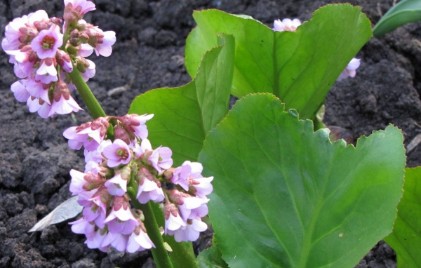 Красивое растение бадан